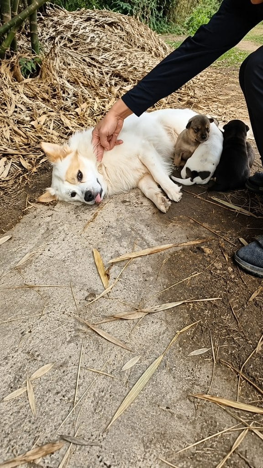 A Mother Dog and Her Puppies Receive Urgent Care After Being Discovered on a Trail