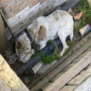 Rescued from a Concrete Trench: Sirius's Fight for Survival