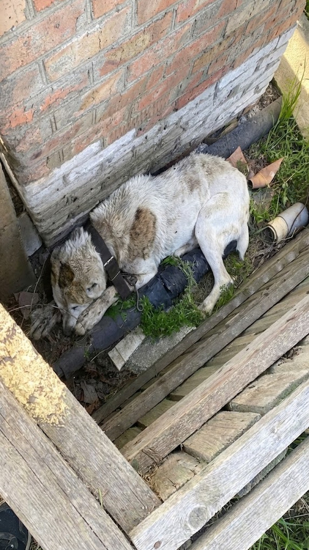 Rescued from a Concrete Trench: Sirius's Fight for Survival
