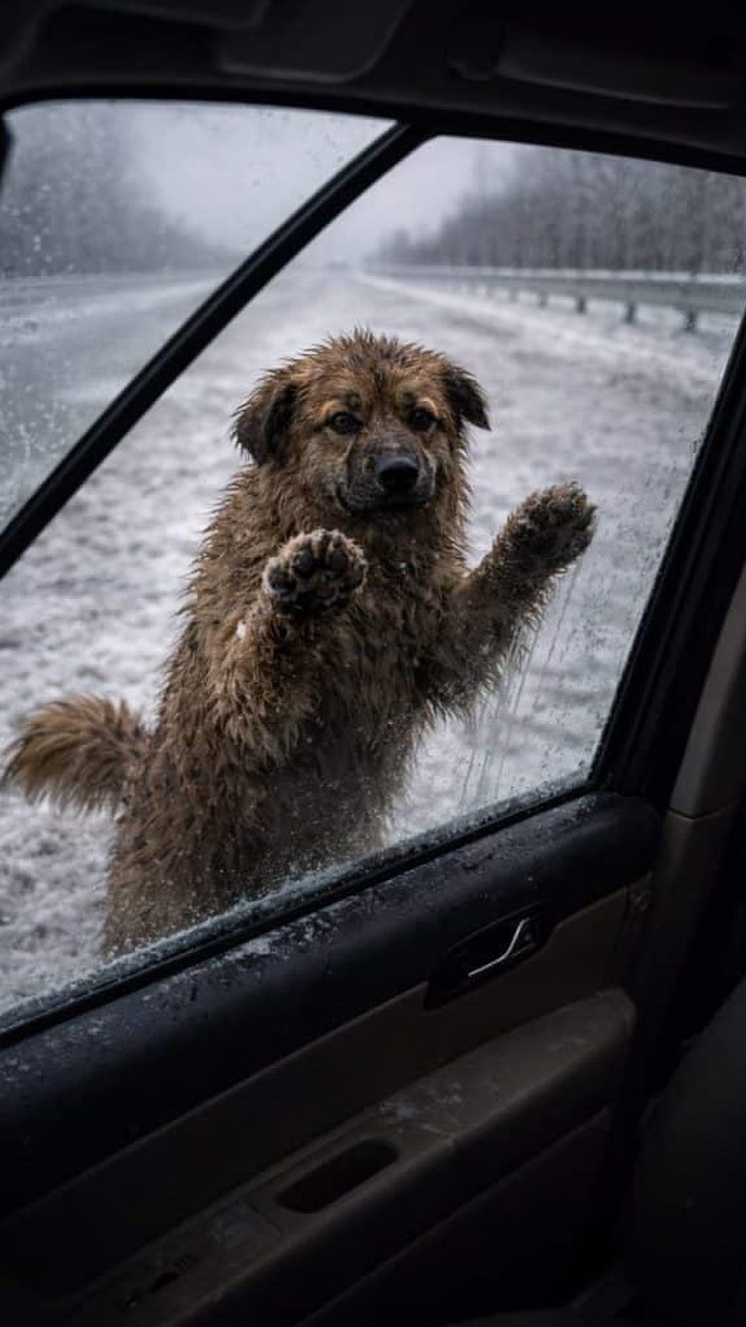 How a Winter Rescue Transformed Vicky's Life on a Frozen Roadside