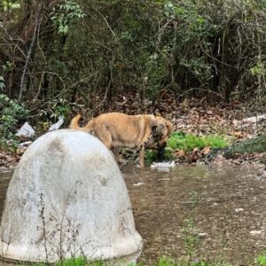 Desperate Mother Dog Fights Floodwaters to Save Her Puppies