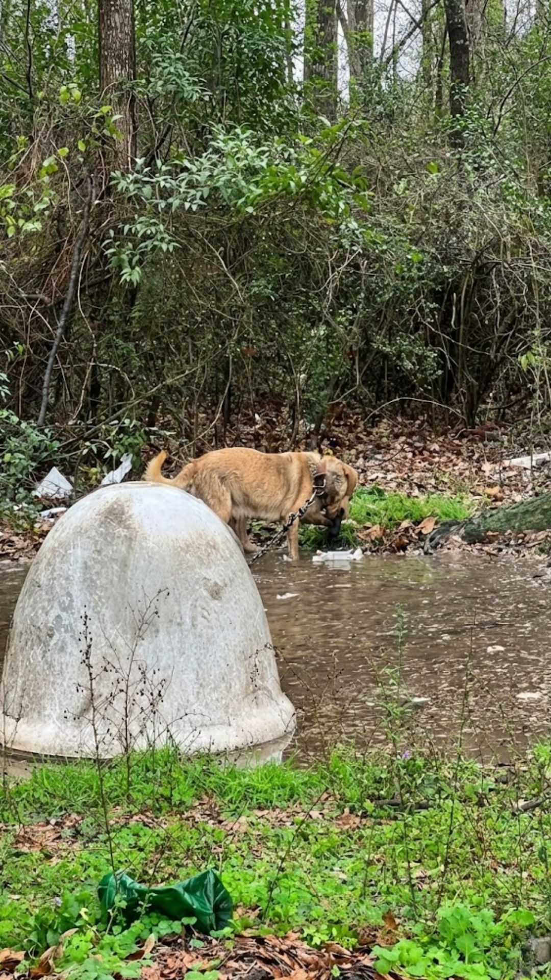 Desperate Mother Dog Fights Floodwaters to Save Her Puppies