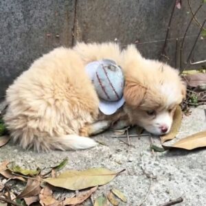 Latte the Puppy Cleared from Canine Coronavirus After 12 Days of Care