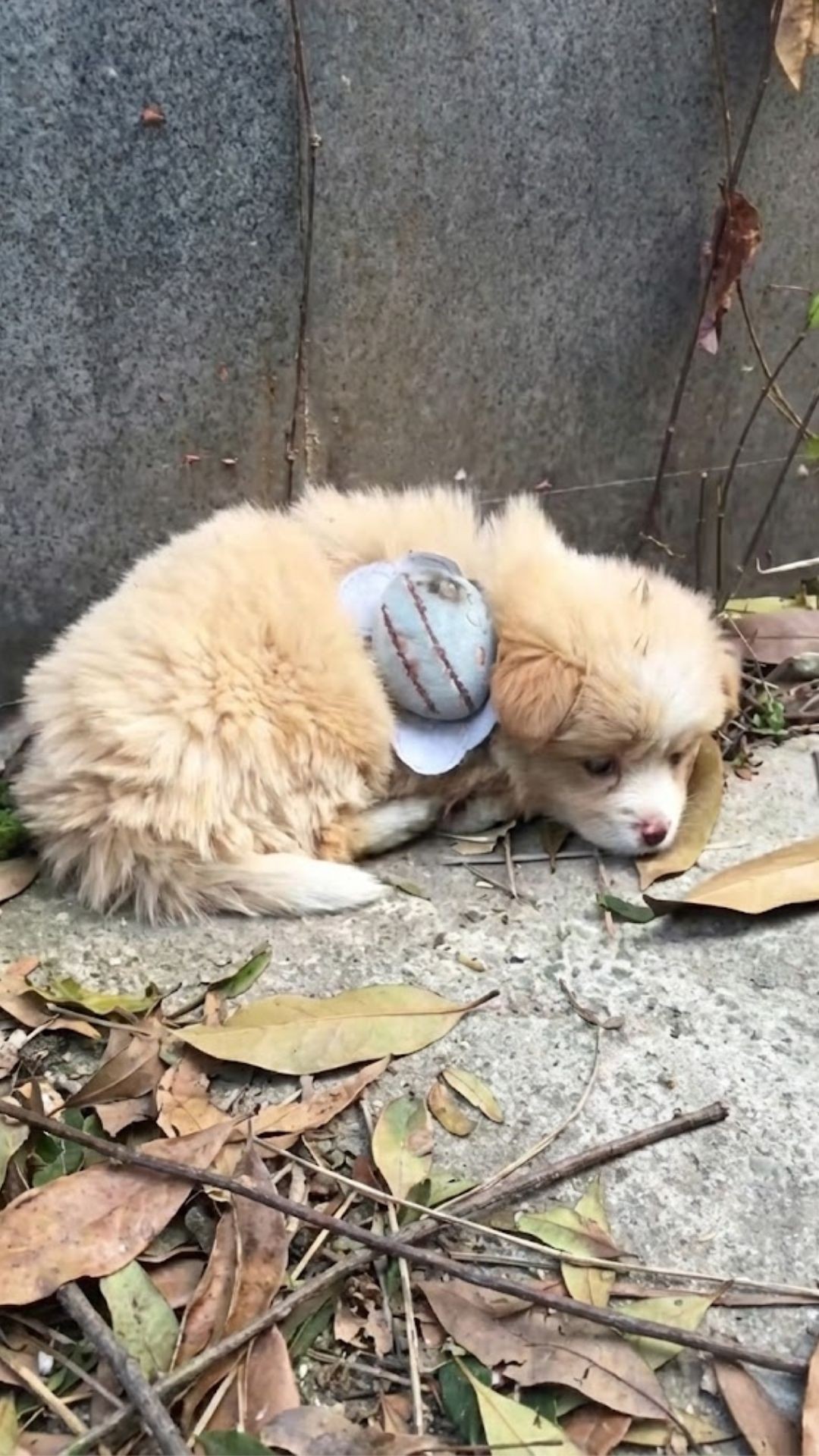 Latte the Puppy Cleared from Canine Coronavirus After 12 Days of Care