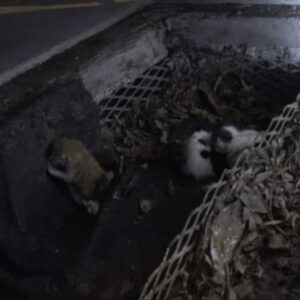 Jaya Becomes a Mother to Six Puppies Rescued from a Storm Drain