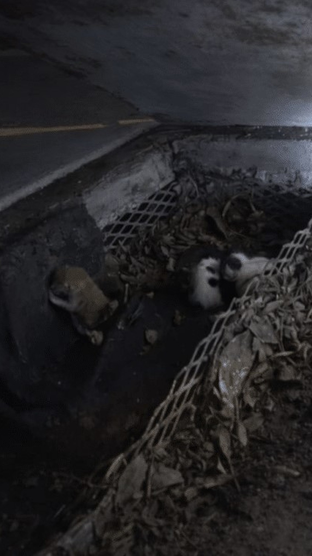 Jaya Becomes a Mother to Six Puppies Rescued from a Storm Drain