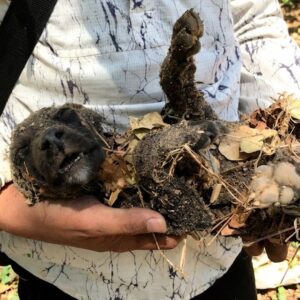 Rescued from a Landfill: A Puppy’s Recovery Over 12 Days