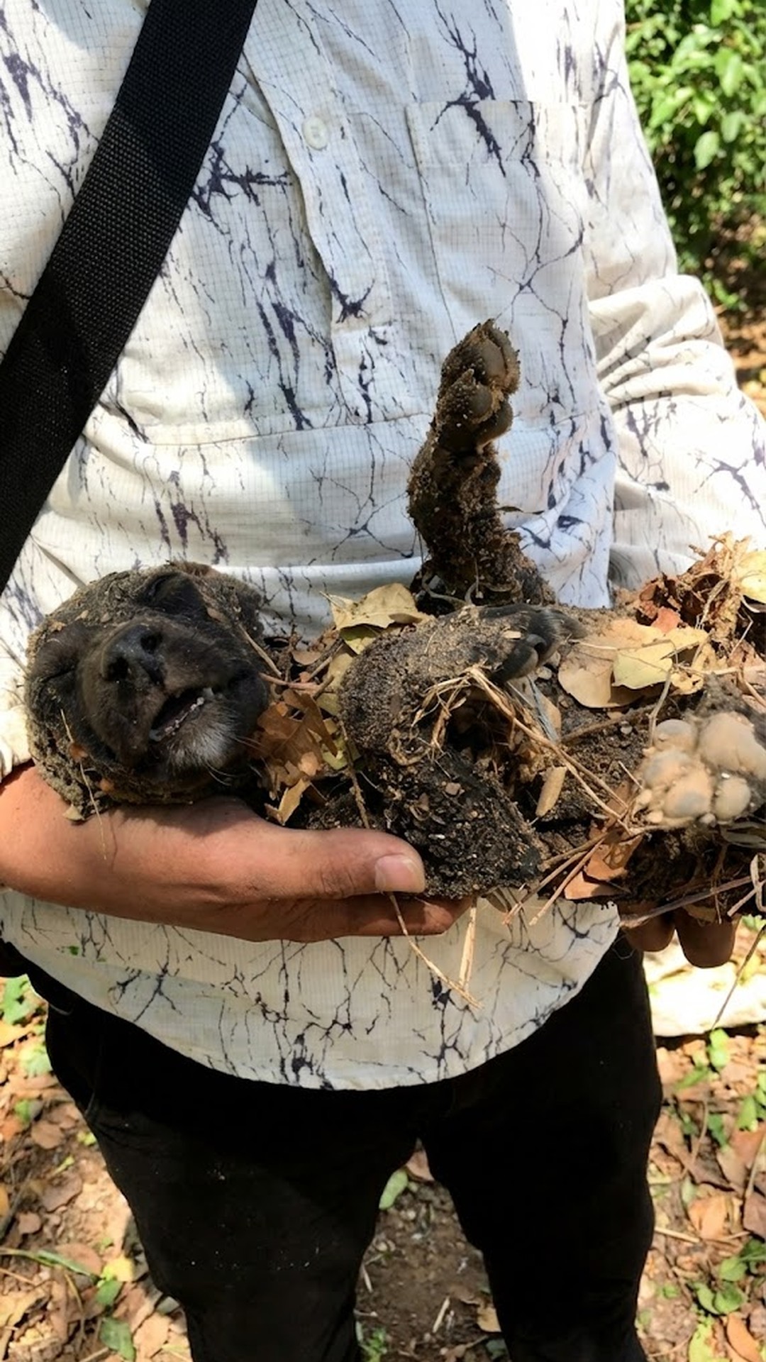 Rescued from a Landfill: A Puppy’s Recovery Over 12 Days