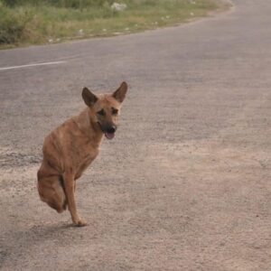 Shocky Transforms from Two-Legged Survival to Confident Explorer