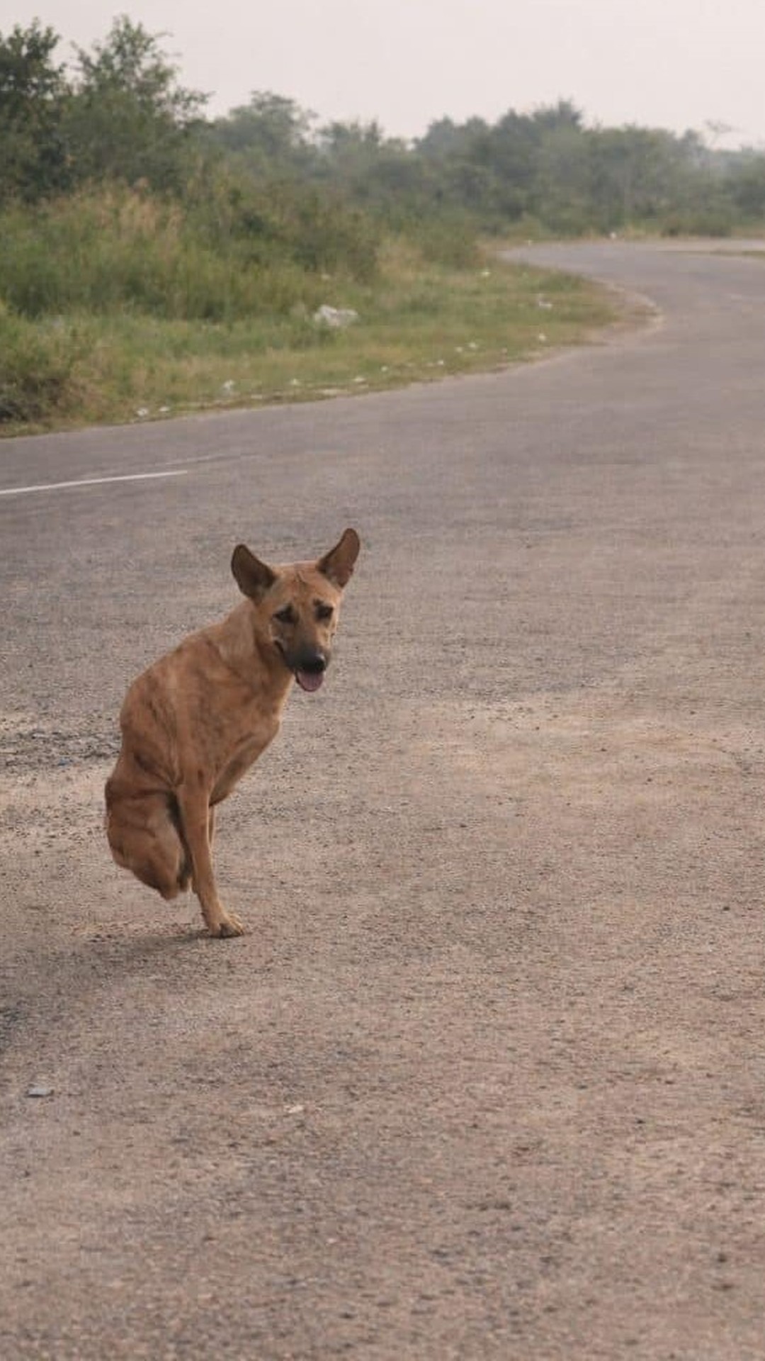 Shocky Transforms from Two-Legged Survival to Confident Explorer