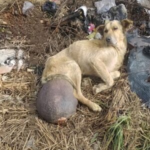 From Ignored Suffering to Joyful Recovery: Frodo's Remarkable Transformation