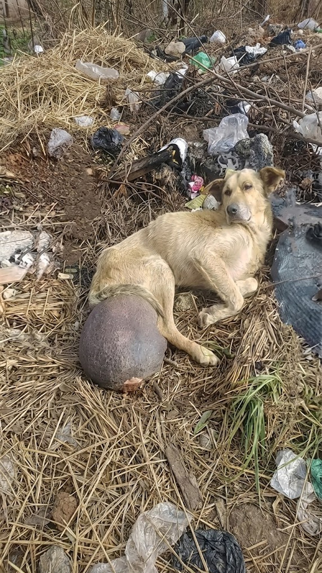 From Ignored Suffering to Joyful Recovery: Frodo's Remarkable Transformation