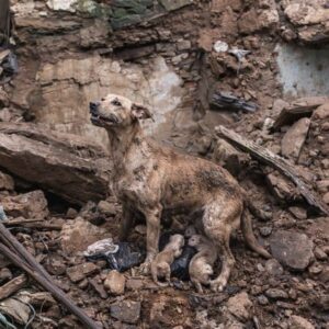Rescue Team Faces Danger Under Collapsed Home as Mother Dog Leads to Puppies