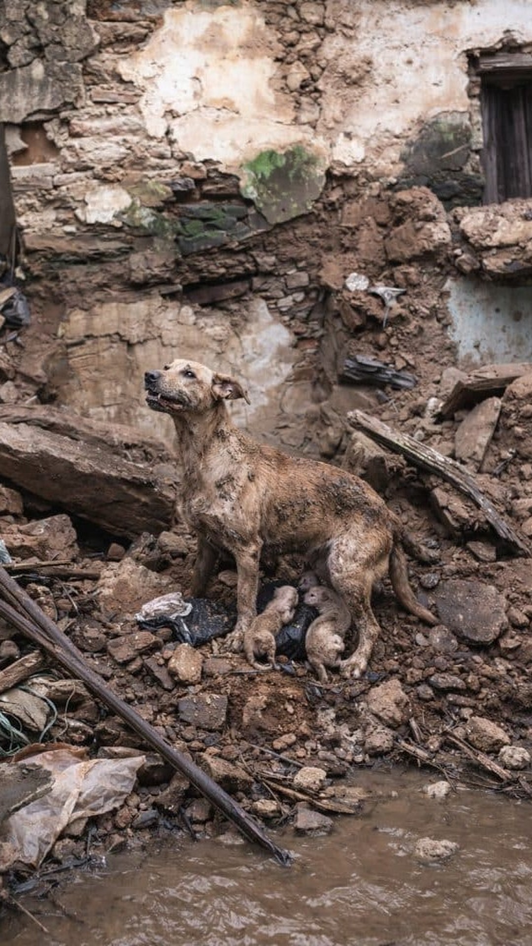 Rescue Team Faces Danger Under Collapsed Home as Mother Dog Leads to Puppies
