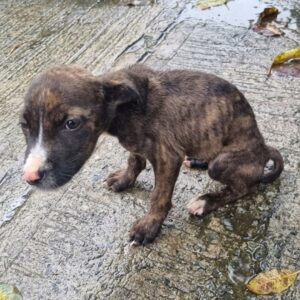 Tiny Puppy Rescued from Rainstorm After Crying for Help