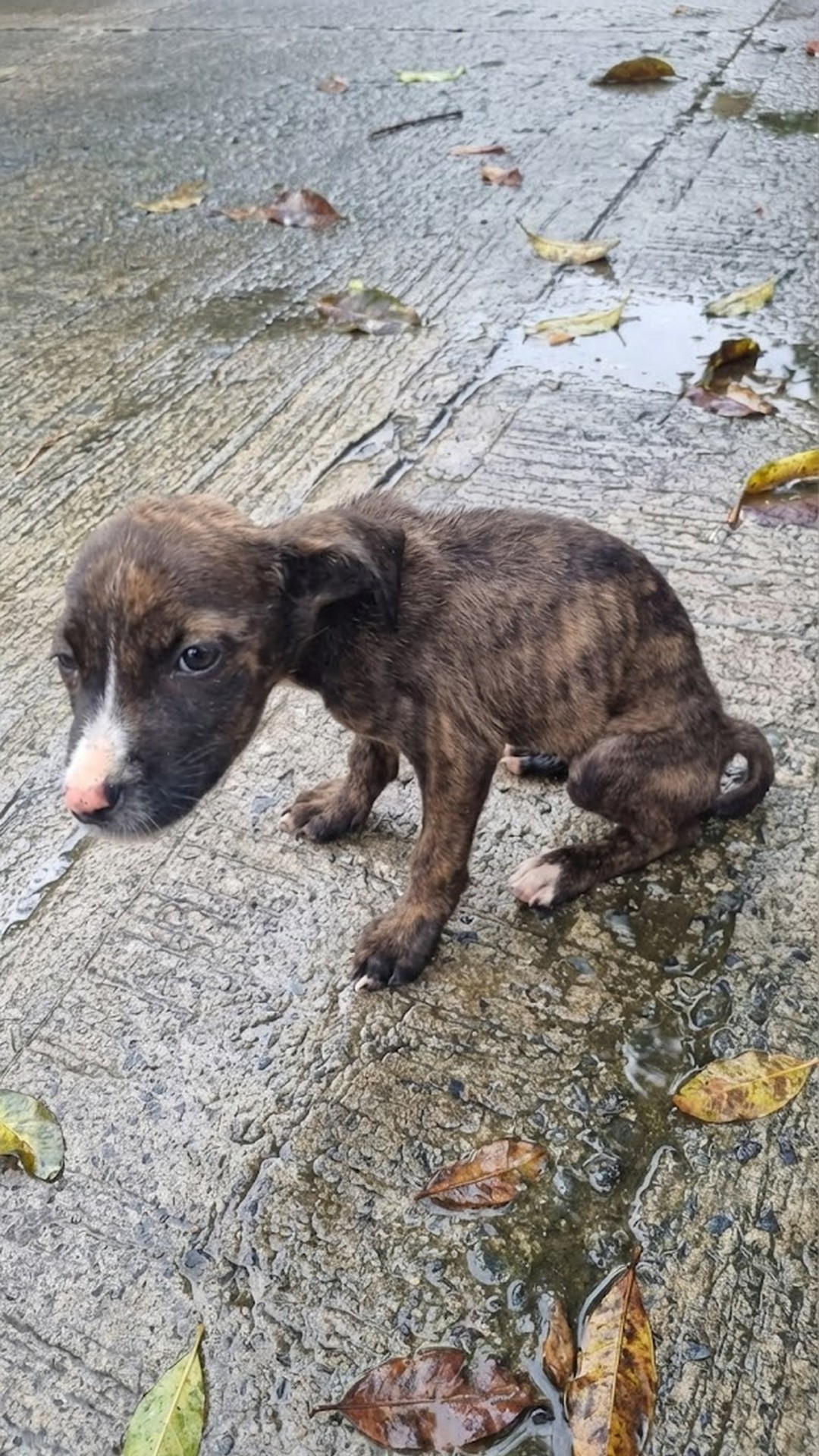 Tiny Puppy Rescued from Rainstorm After Crying for Help