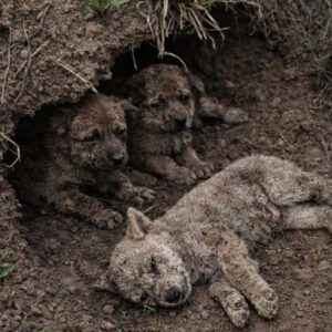 Rescue Worker Revives Puppy Found Motionless in Dirt Hollow