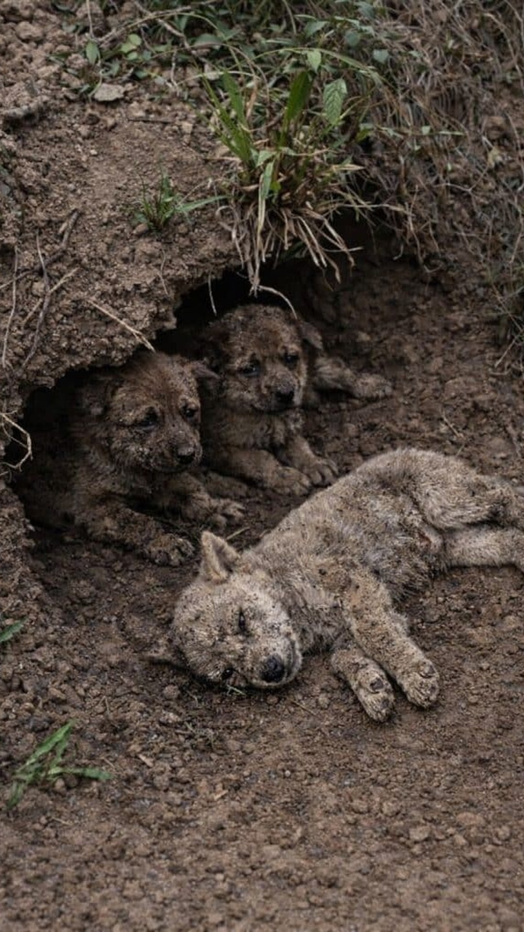 Rescue Worker Revives Puppy Found Motionless in Dirt Hollow