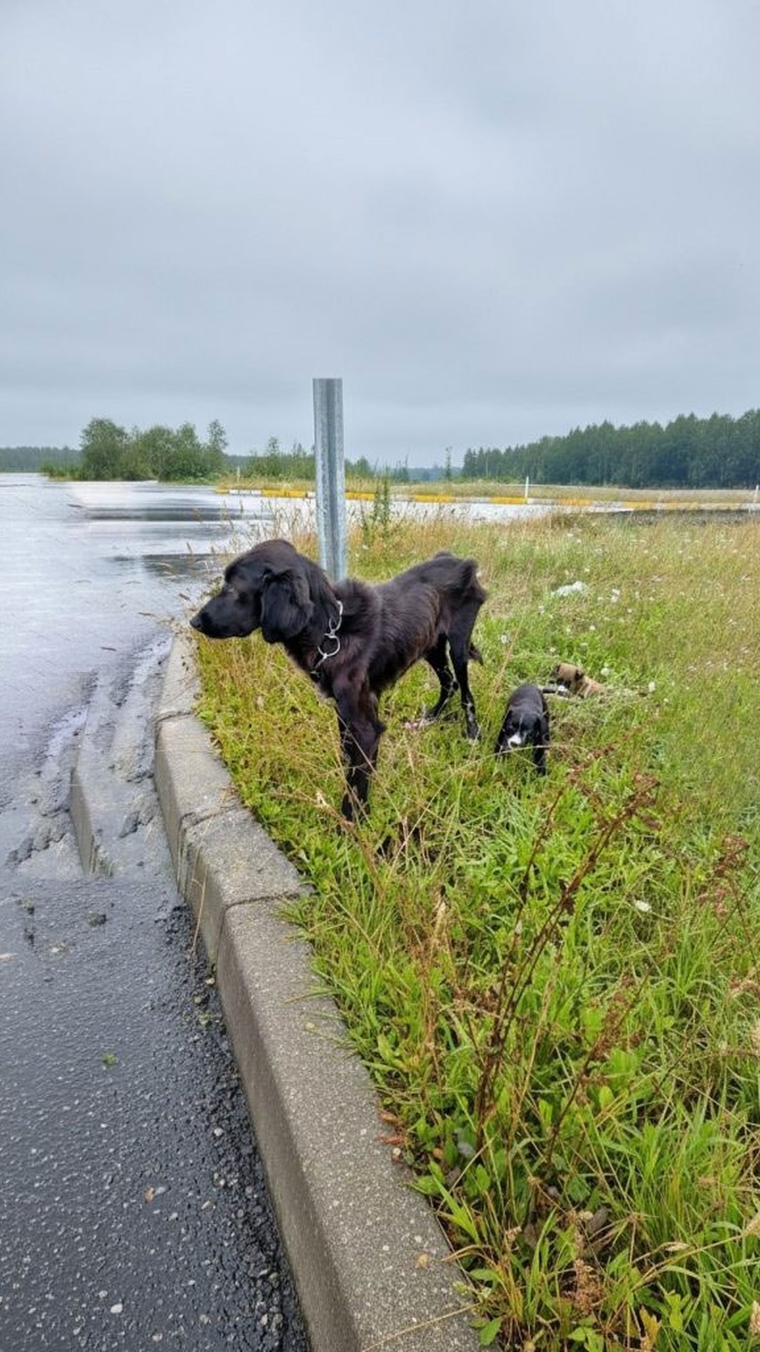 Rescue Team Finds Abandoned Mother Dog Tied in the Rain