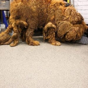 Rescuers Discover Sprout Struggling Beneath 14.7 Kilograms of Matted Fur