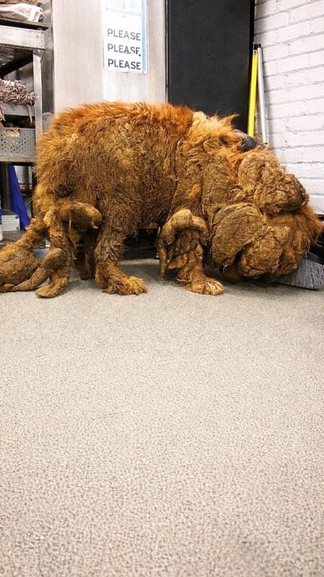 Rescuers Discover Sprout Struggling Beneath 14.7 Kilograms of Matted Fur