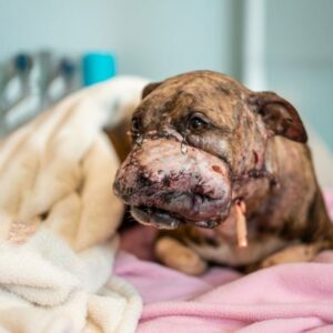 Amber's Remarkable Tail Wags Amidst Severe Trauma