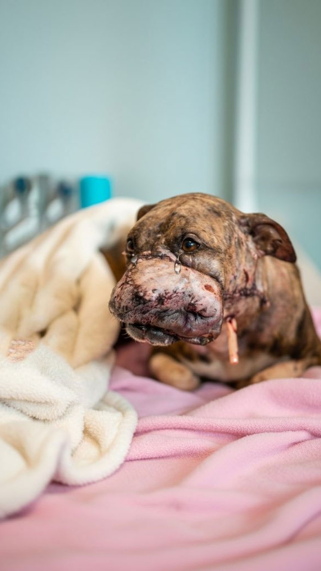 Amber's Remarkable Tail Wags Amidst Severe Trauma