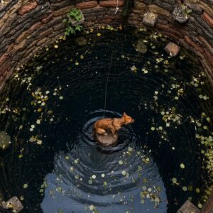 Rescue Team Saves Dog from Abandoned Well with Calm Precision