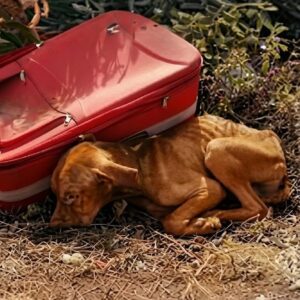 Kay's Tail Wag Marks Milestone in His Recovery After Rescue from Suitcase