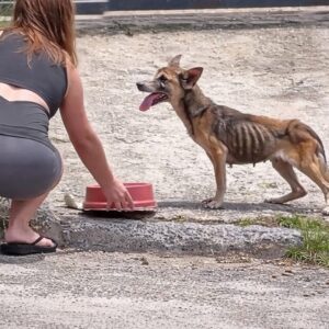 Stray Dog Takes First Steps Toward Recovery with a Simple Bowl of Food