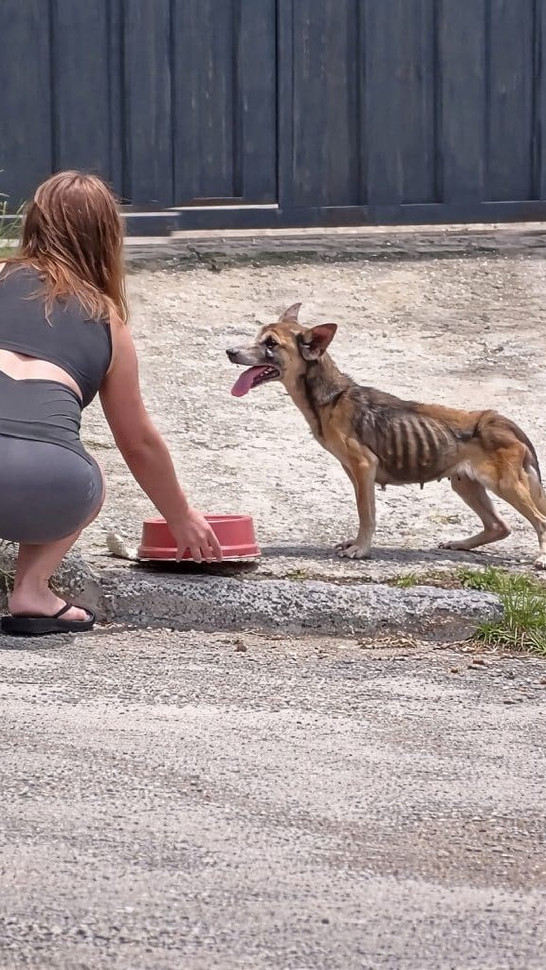 Stray Dog Takes First Steps Toward Recovery with a Simple Bowl of Food