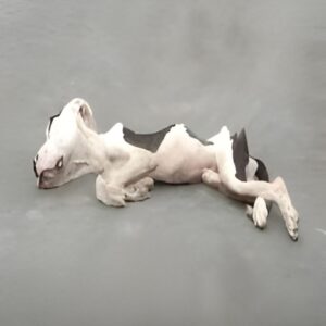 From Motionless to Thriving: A Dog's Recovery Over Six Weeks