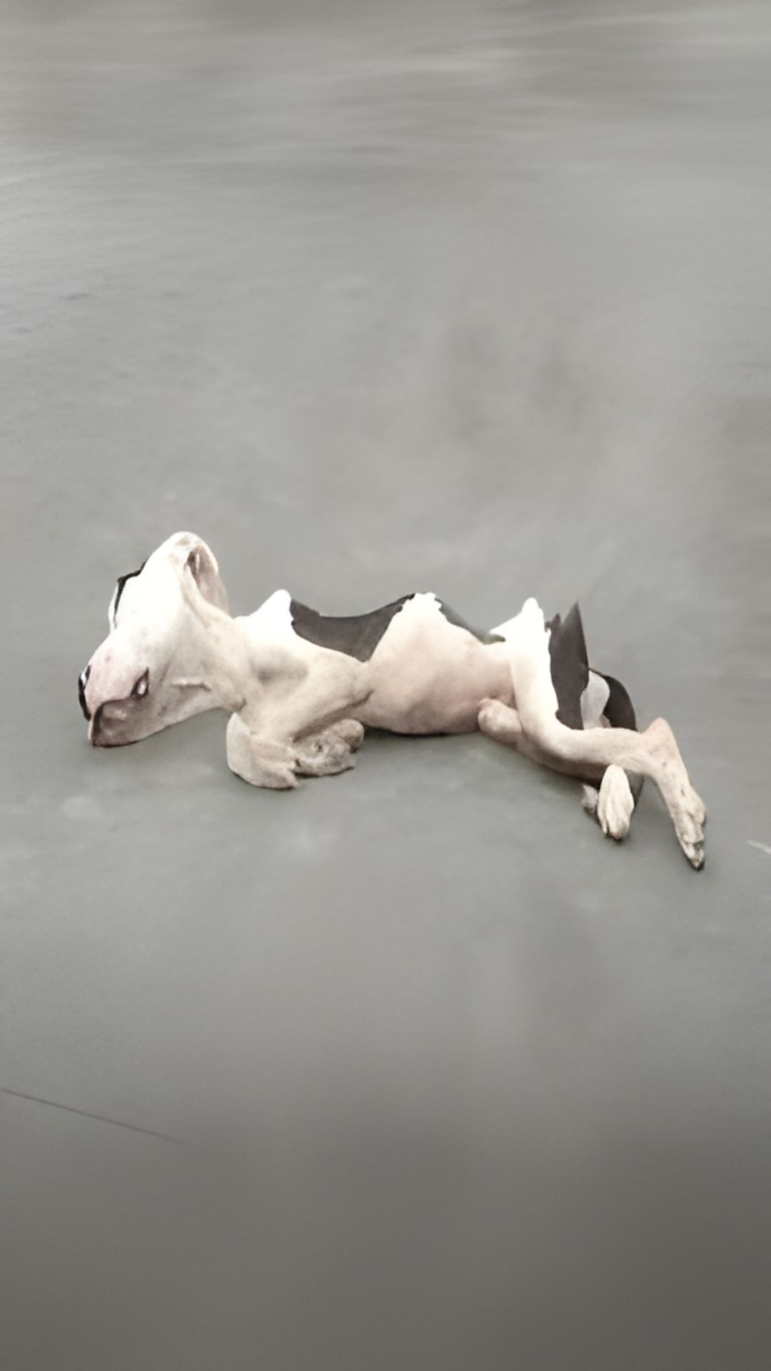 From Motionless to Thriving: A Dog's Recovery Over Six Weeks