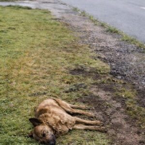Ernesto Begins Recovery After Being Hit by a Car on a Rainy Road