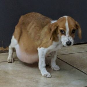 Tiny Clarice's Distressing Condition and Final Gift of Love