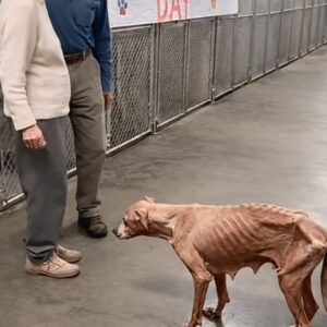 An Overlooked Dog Finds a Home After a Quiet Connection
