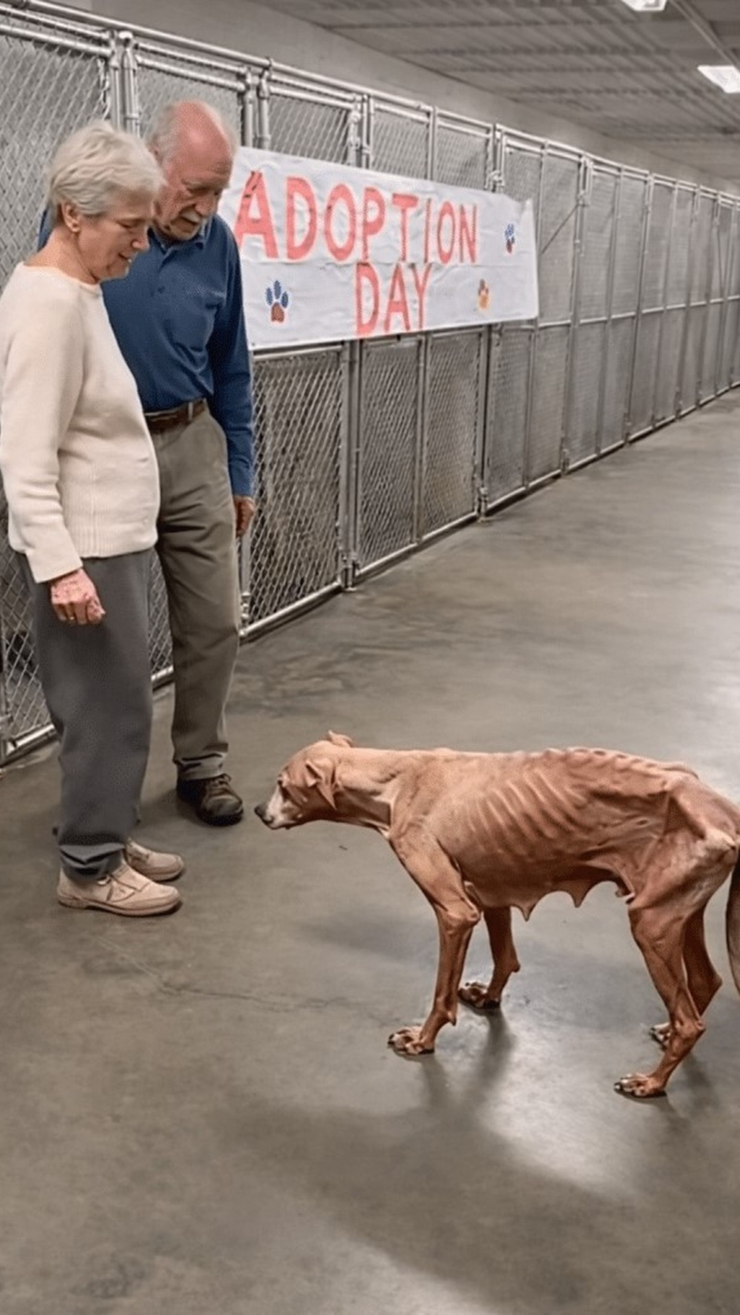 An Overlooked Dog Finds a Home After a Quiet Connection
