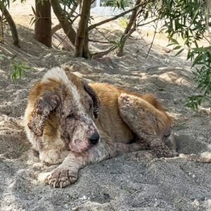Fifteen-Year-Old Kontes Rescued After Being Abandoned for a New Puppy