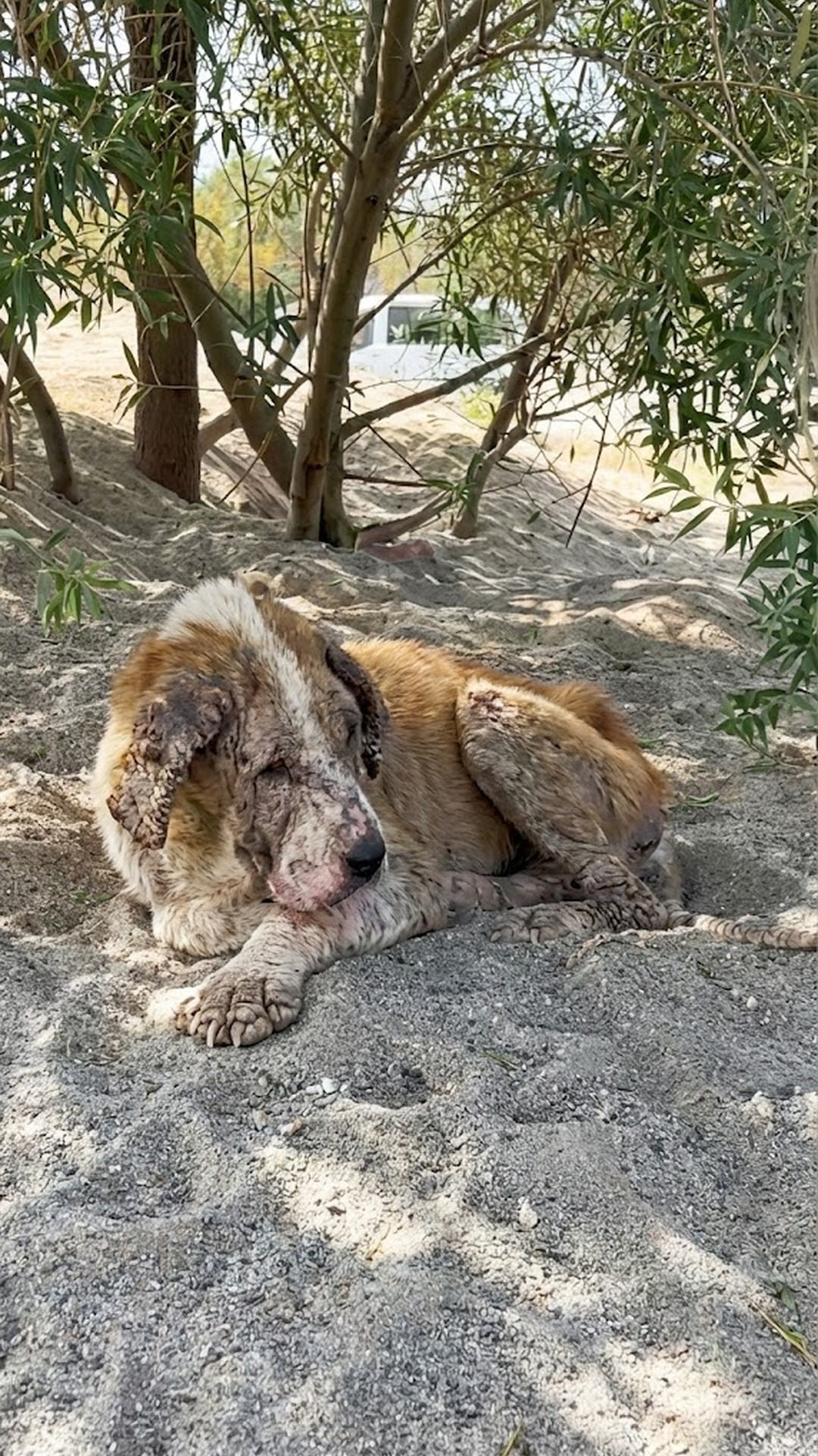 Fifteen-Year-Old Kontes Rescued After Being Abandoned for a New Puppy