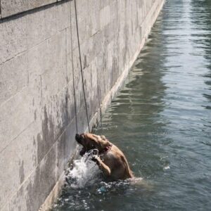 Rescue Team Saves Dog Trapped Beneath Ice in Drainage Channel