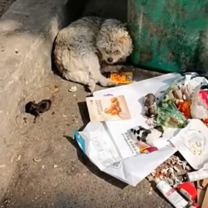 Mother Dog Found Guarding Her Newborns in a Cold Alleyway