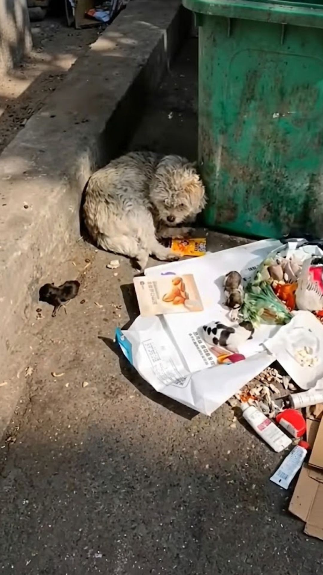 Mother Dog Found Guarding Her Newborns in a Cold Alleyway
