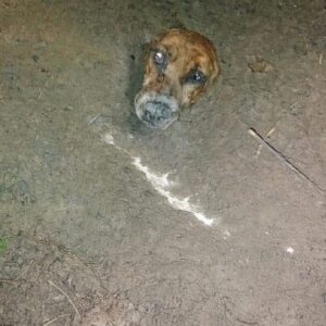 Rescue Team Finds Dog Buried Underground After Hearing Soft Whispers
