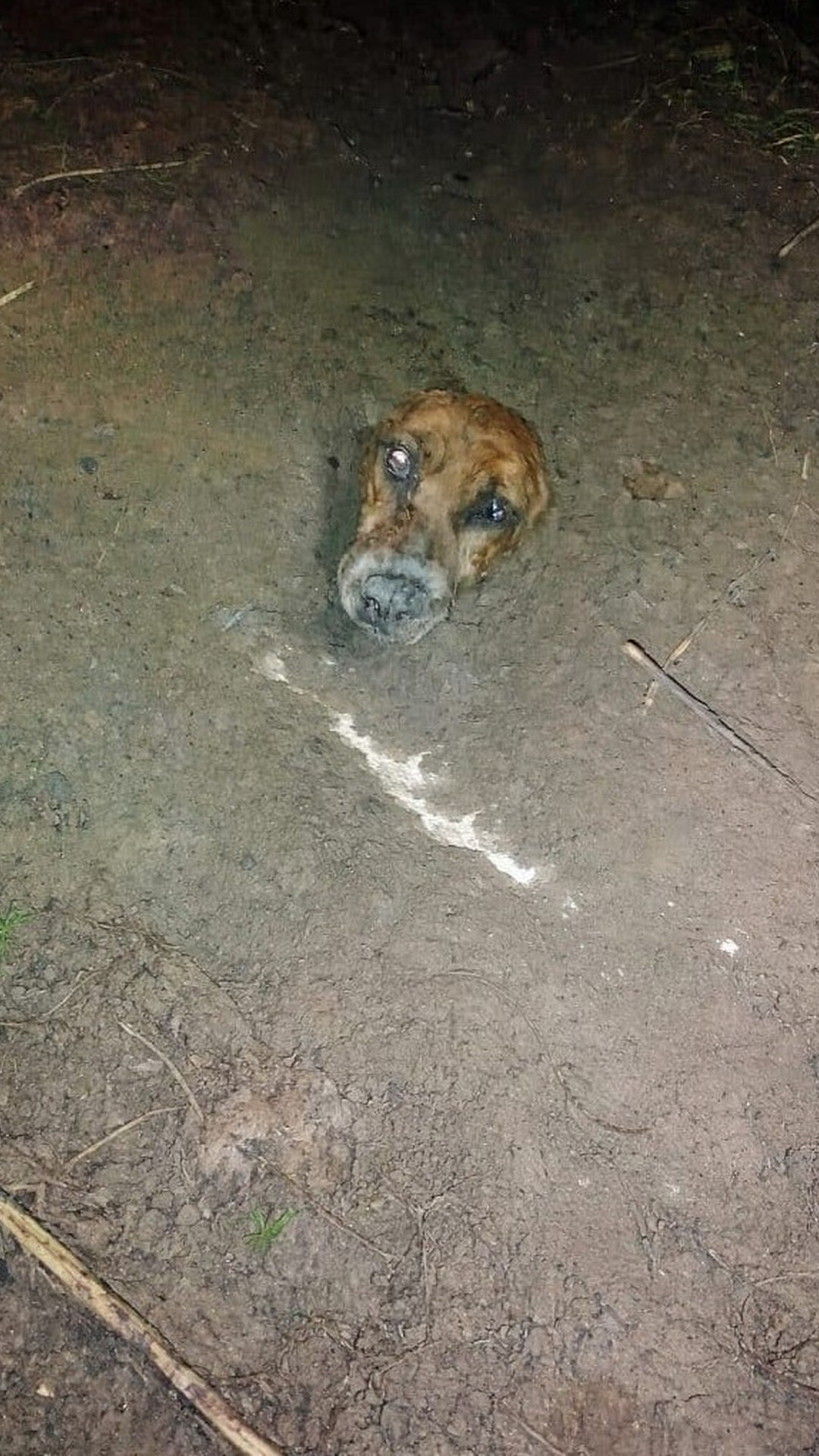 Rescue Team Finds Dog Buried Underground After Hearing Soft Whispers