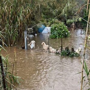 Nine Dogs Rescued from Rising Floodwaters by Cagliari Firefighters