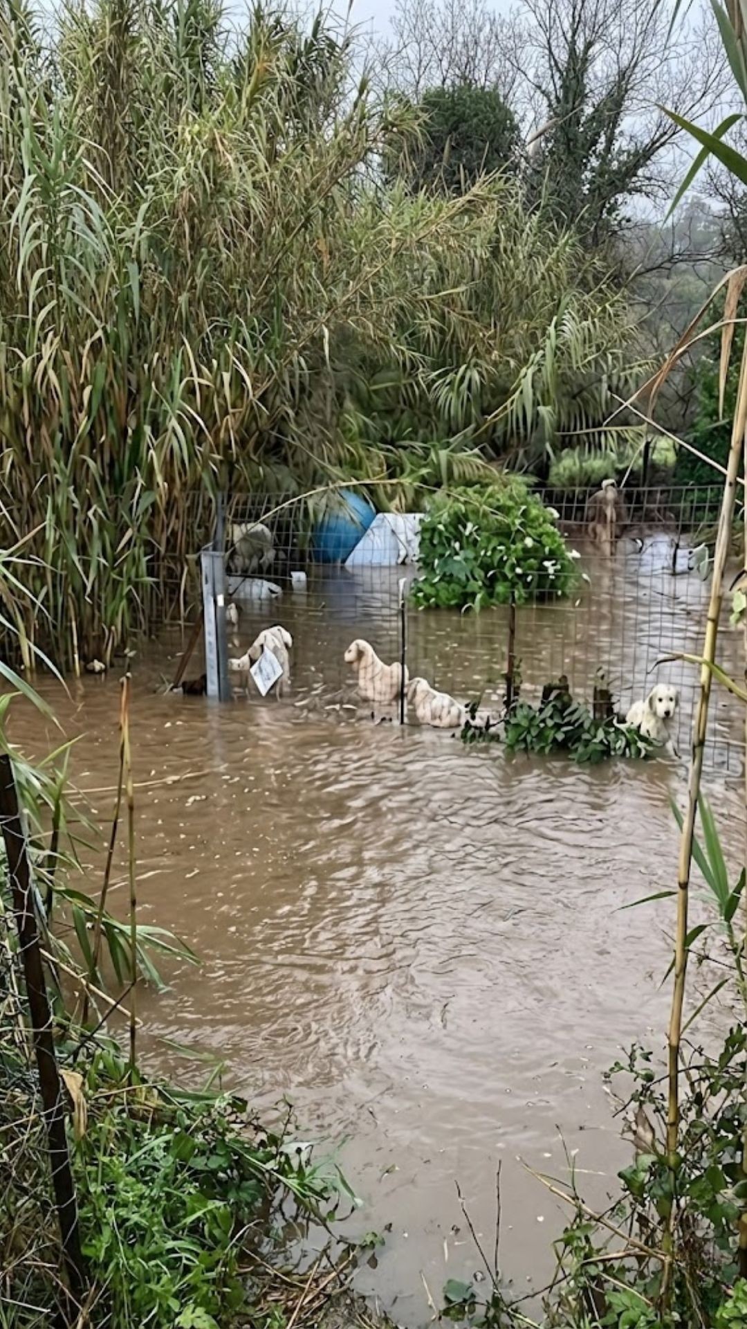 Nine Dogs Rescued from Rising Floodwaters by Cagliari Firefighters
