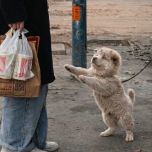 Puppy Finds Joy in Play After Being Rescued from a Busy Street