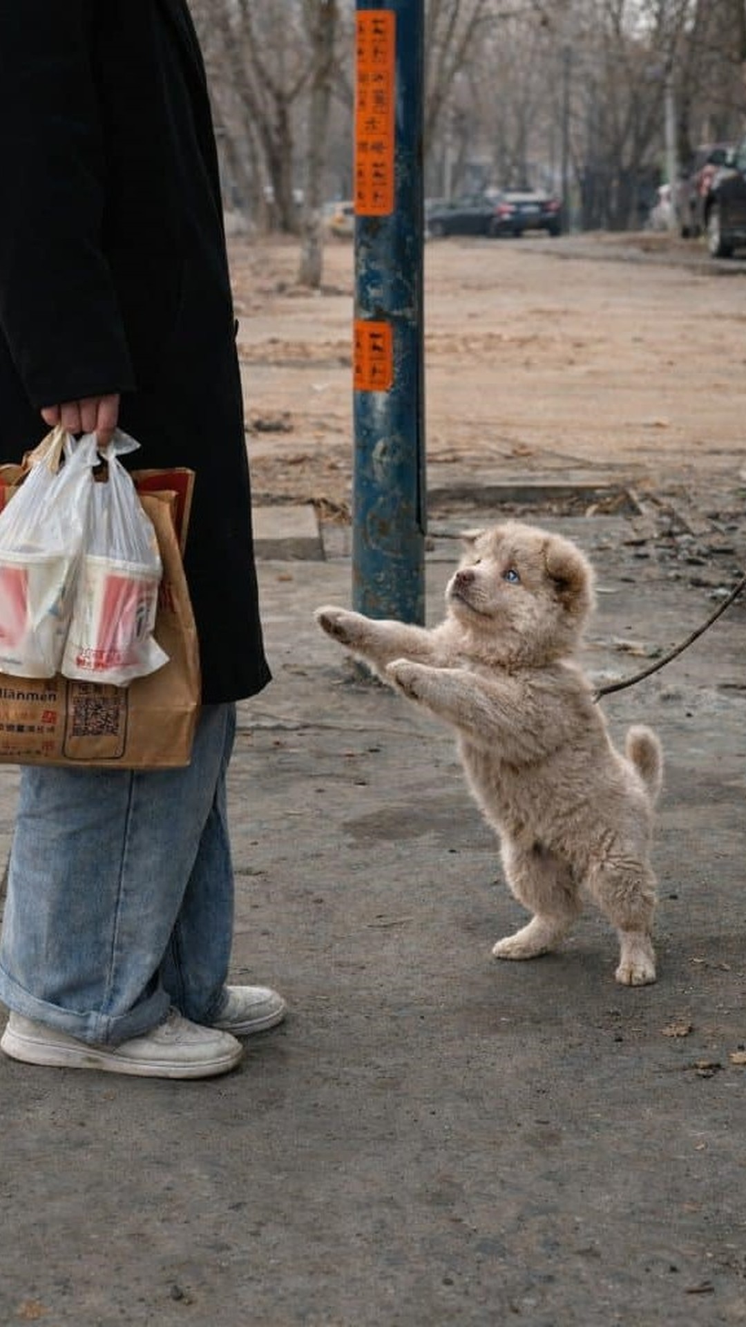Puppy Finds Joy in Play After Being Rescued from a Busy Street