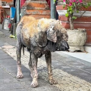 One Month of Care Transforms Charlie from Abandoned Guard Dog to Beloved Family Member