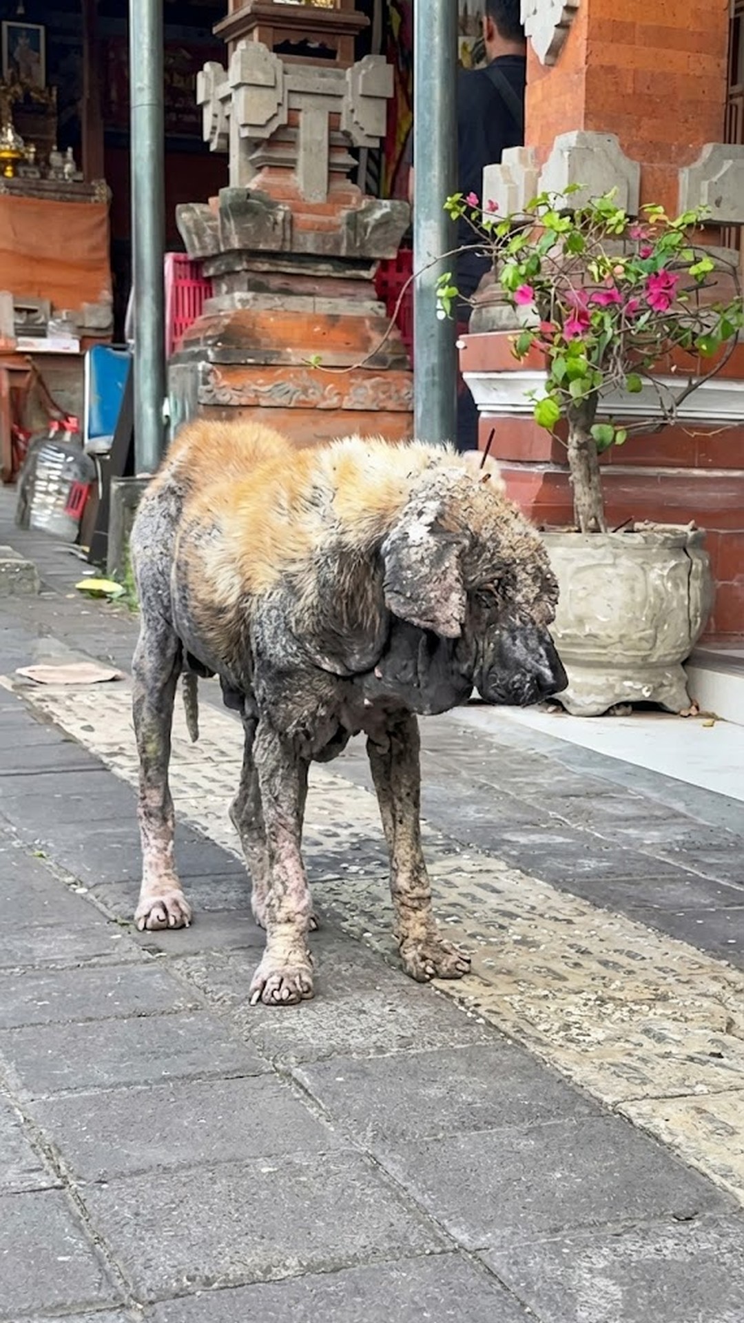 One Month of Care Transforms Charlie from Abandoned Guard Dog to Beloved Family Member